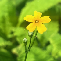 Primula chungensis x pulverulenta